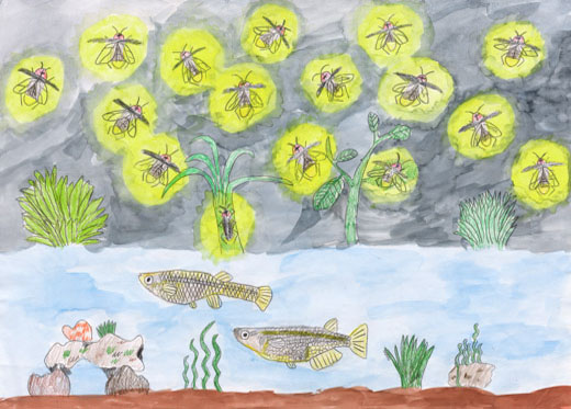 メダカとホタルのいる川