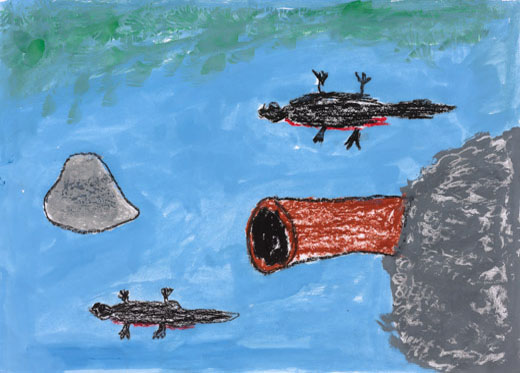 家にいるイモリ