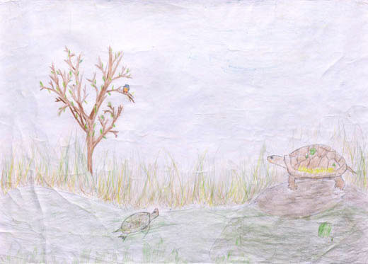 生き物たちがくらす川