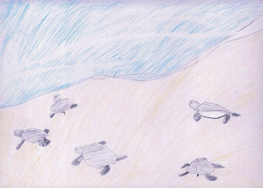 海にかえるウミガメ