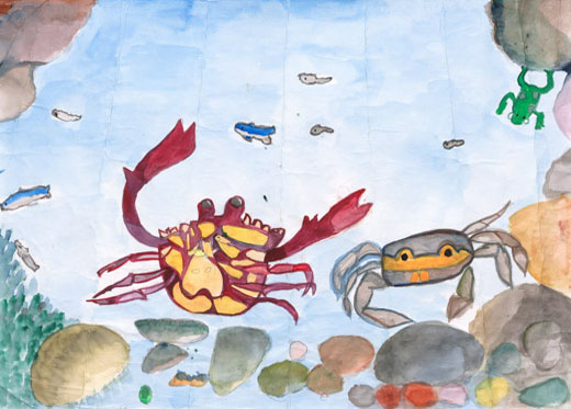 きれいな水とカニ