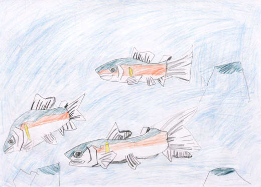 きれいな川のあゆ