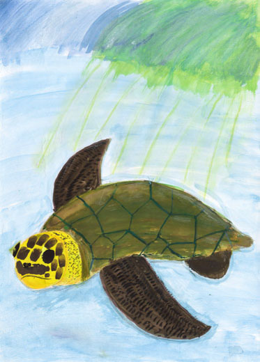 キレイな海、うみがめ