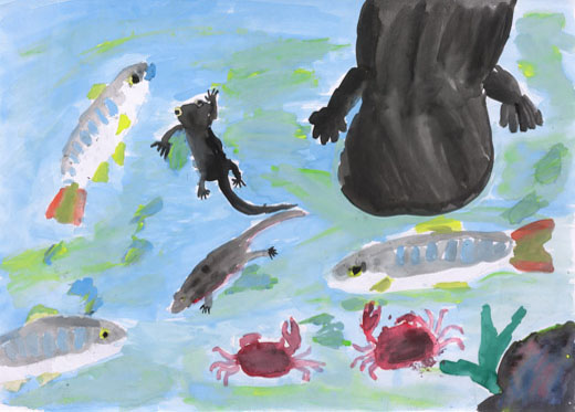 きれいな川にいる生物