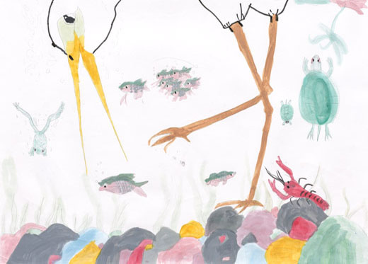 キレイな水で出会う生き物