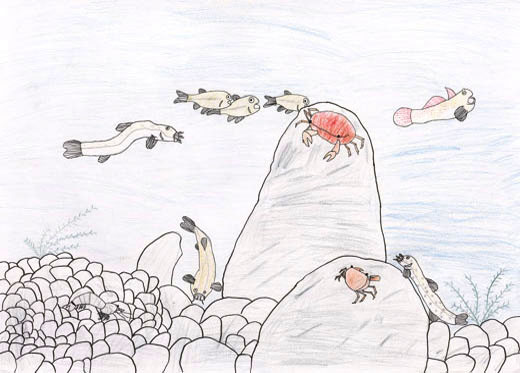 川でくらす生きものたち