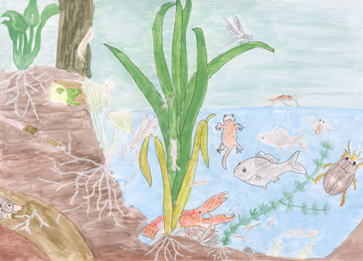 私の宝物　水辺の生物たち