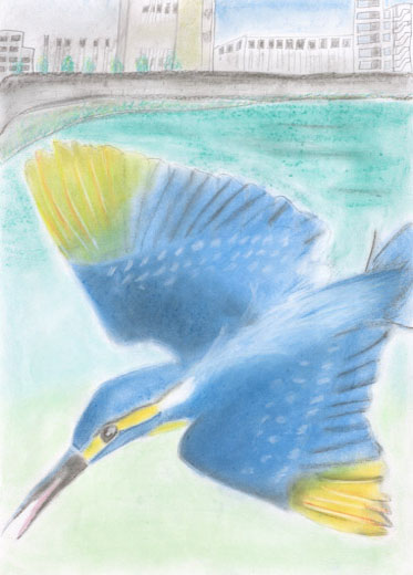 都会の川に住むカワセミ