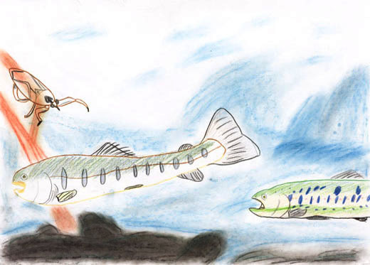 きれいな水に住む動物たち