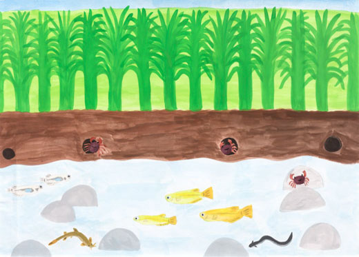 きれいな水が流れる田んぼ