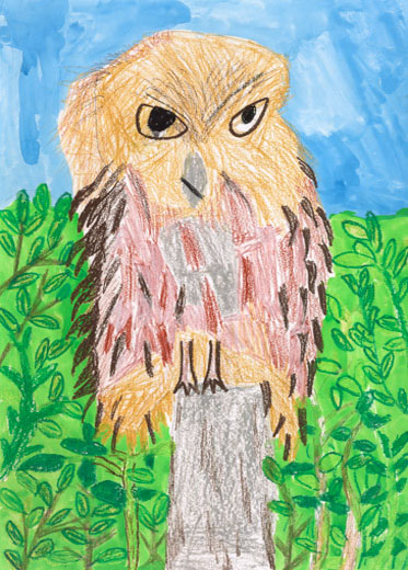 シマフクロウの森