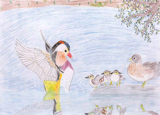 オシドリ夫婦子どもを見守る