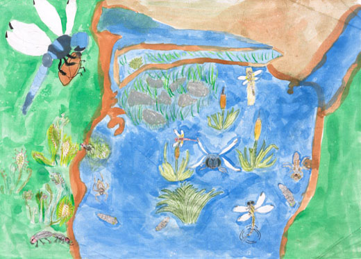 湿地の日本最小のトンボハッチョウトンボ