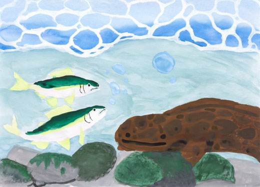 きれいな水でしか生息できない生き物たち