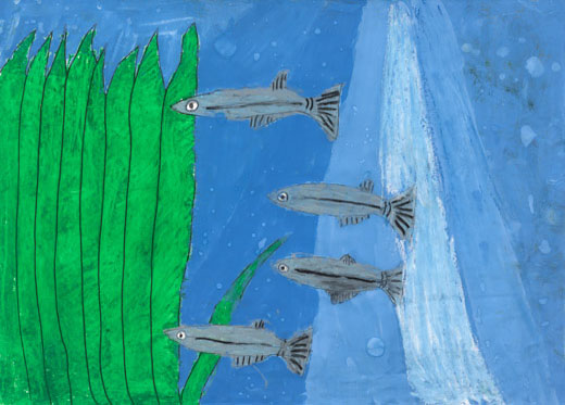 かわいいメダカたち