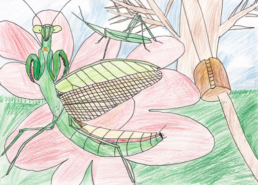 オオカマキリかっこいいぜ