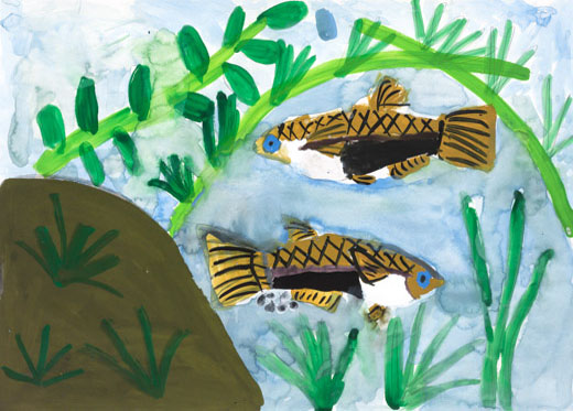 池にすむメダカ