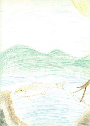 自然できれいな水でくらす生き物