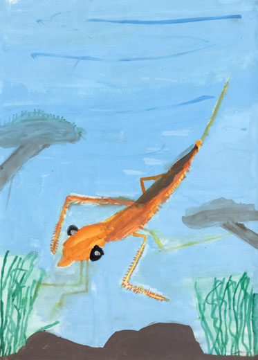 自然のミズカマキリ