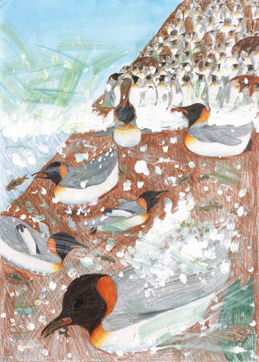 ペンギンのくらし