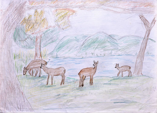 キレイな森と動物たち