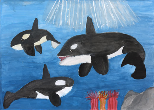 海を気持ちよく泳ぐシャチ