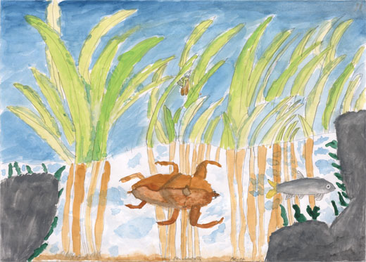 タガメのすみか