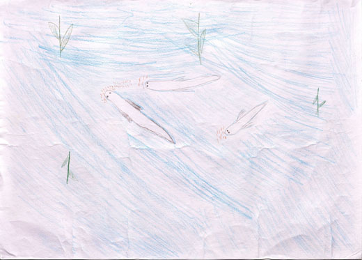 メダカのかんきょう