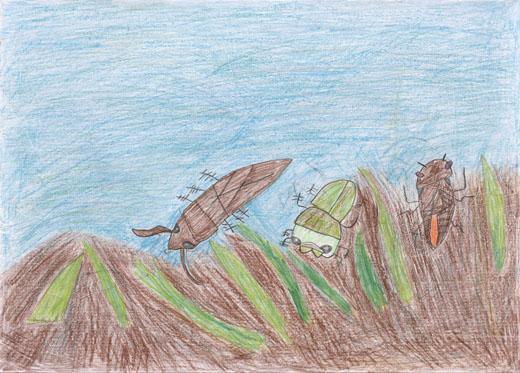 ぼくの大すきな、タイコウチ、ゲンゴロウ、ヤゴ