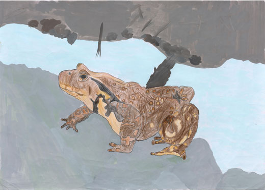 いつか出会いたいヒキガエル