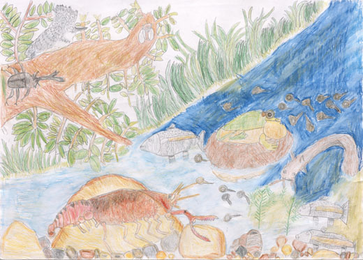 みずべのいきもの