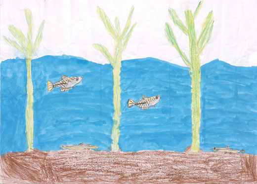 外来種がいない田んぼ