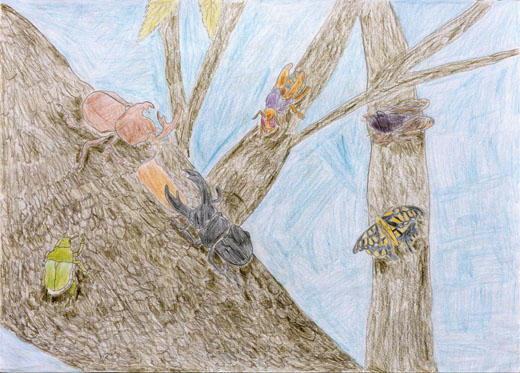 こん虫や森を守ろう