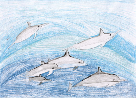 きれいな海のイルカ