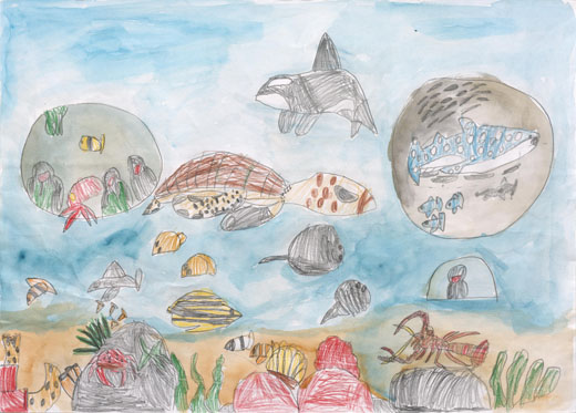 きれいな海の生きもの