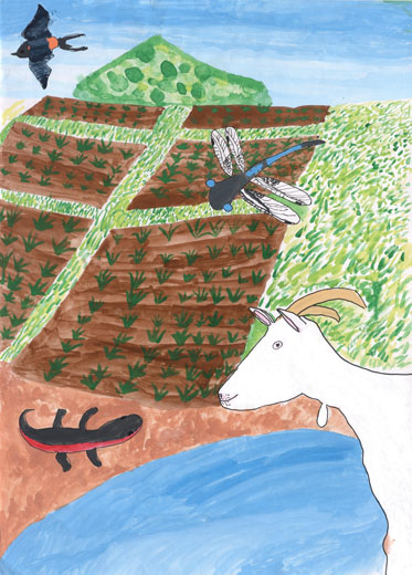 生きものたくさんの田んぼ