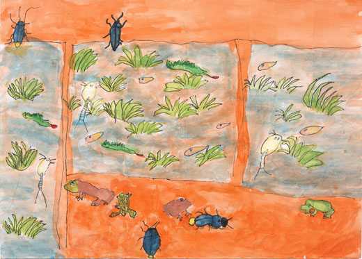 夜の田んぼの生き物