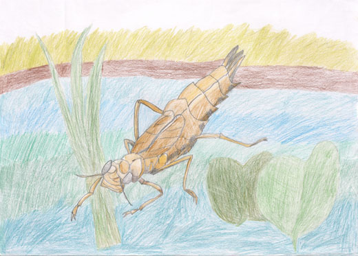 わたしの町のきれいな池