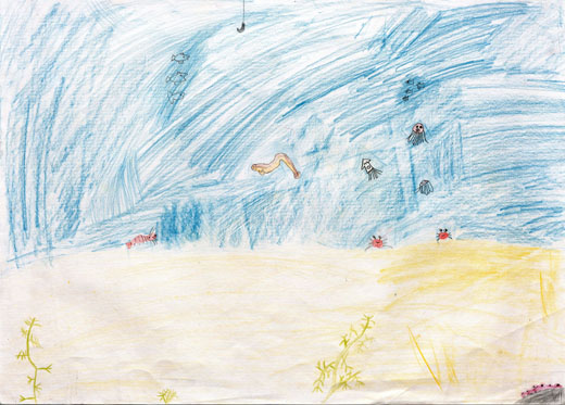 海の生きものたち