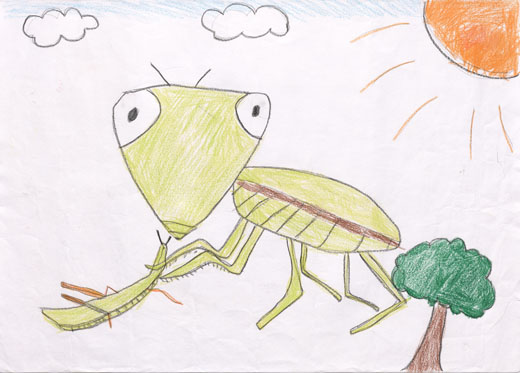 バッタがカマキリに食べられていた様子