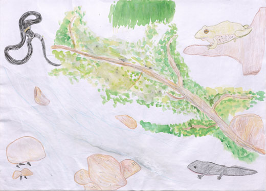 守りたい川と生き物