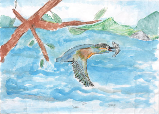 かわせみがみられる今井