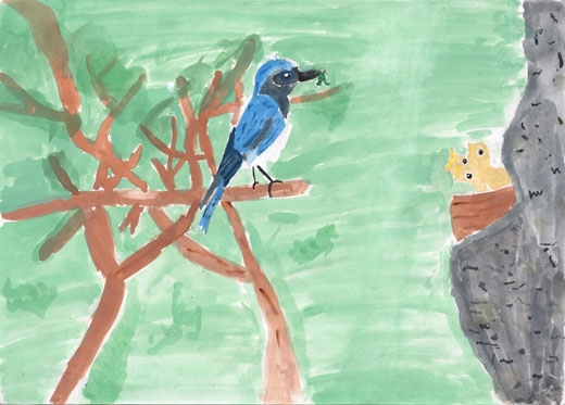 オオルリがさえずる森