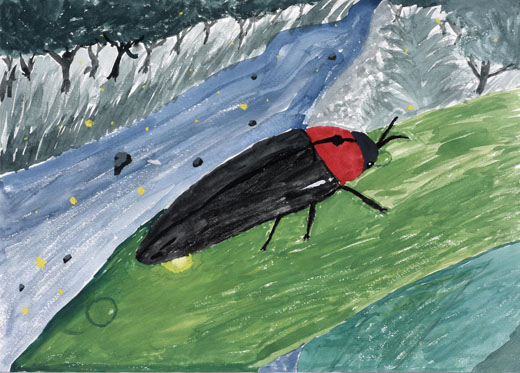 水を飲むホタル