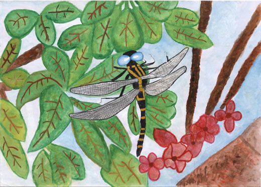 オニヤンマとくらす