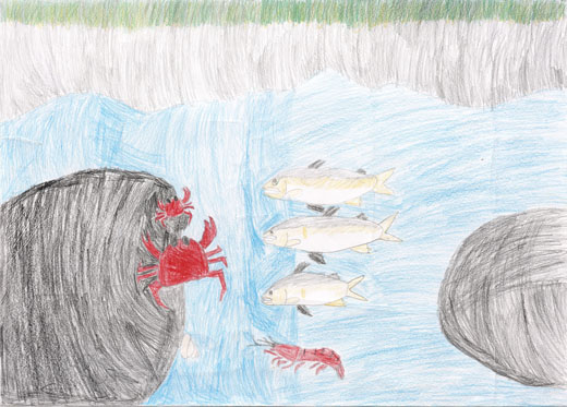 大好きな川と生き物