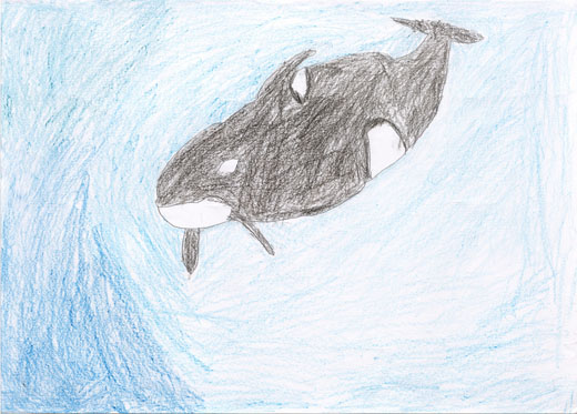 海で泳ぐシャチ