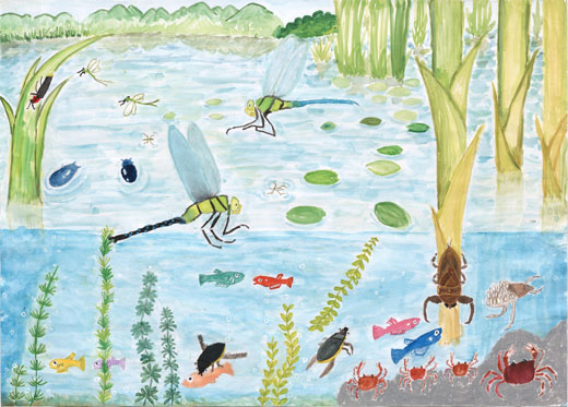 水に住む生き物たち