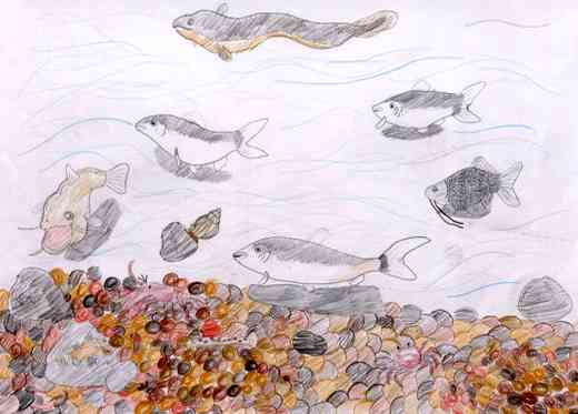 きれいな川の魚たち