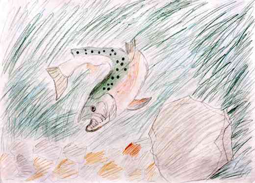 きれいな川とニジマス